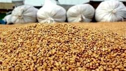 دپوی ۲.۷ میلیون تنی خوراک دام و طیور در گمرک