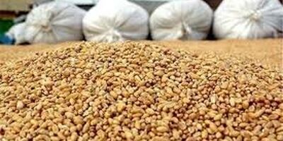 دپوی ۲.۷ میلیون تنی خوراک دام و طیور در گمرک