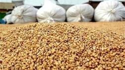 دپوی ۲.۷ میلیون تنی خوراک دام و طیور در گمرک