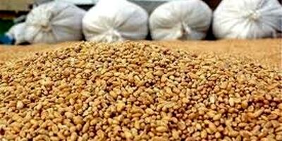 دپوی ۲.۷ میلیون تنی خوراک دام و طیور در گمرک