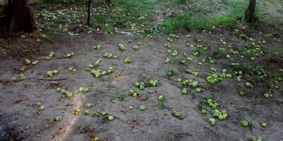 خسارت میلیاردی باد و طوفان به باغداران و کشاورزان/ بسیاری از باغات  فاقد پوشش بیمه‌ای هستند