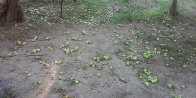 خسارت میلیاردی باد و طوفان به باغداران و کشاورزان/ بسیاری از باغات  فاقد پوشش بیمه‌ای هستند