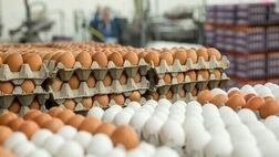 قیمت مصوب مرغ و تخم‌مرغ تا پایان سال تغییر نمی‌کند