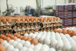 در بازار تخم مرغ چه می‌گذرد؟ / قیمت تخم مرغ افزایشی شد
