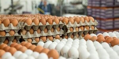 قیمت مصوب مرغ و تخم‌مرغ تا پایان سال تغییر نمی‌کند