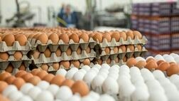 در بازار تخم مرغ چه می‌گذرد؟ / قیمت تخم مرغ افزایشی شد
