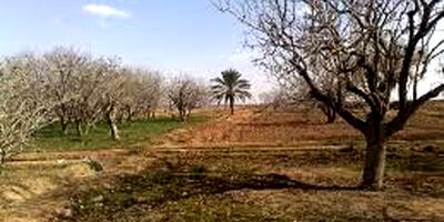 پنج تا 6 درصد محصولات باغی خوشاب بیمه است
