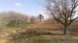 پنج تا 6 درصد محصولات باغی خوشاب بیمه است
