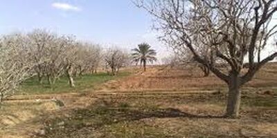 پنج تا 6 درصد محصولات باغی خوشاب بیمه است

