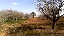 پنج تا 6 درصد محصولات باغی خوشاب بیمه است
