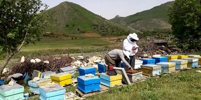 اکثر زنبورداران با مشکل بیمه مواجه هستند