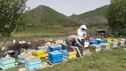 تامین اجتماعی حاضر به بیمه کردن زنبورداران نیست/ بی‌توجهی به صنعت زنبورداری کشاورزی را فلج می‌کند