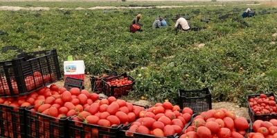 عوارض صادرات گوجه فرنگی نیم درصد شد