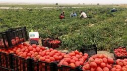 عوارض صادرات گوجه فرنگی نیم درصد شد