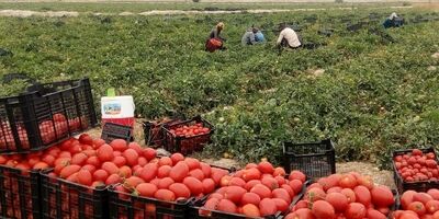 استقبال گوجه کاران از بیمه محصولات کشاورزی افزایش یافت