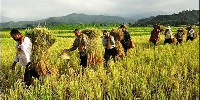 سبد بیمه‌ای صندوق بیمه کشاورزی دو برابر رشد داشت/یک هزار و 120 میلیارد تومان غرامت پرداخت شد