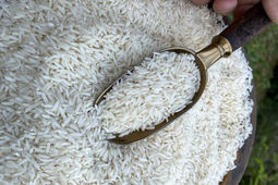 شیب کاهش قیمت برنج تندتر می‌شود