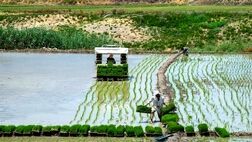 ۷۲ درصد کشت برنج مکانیزه است