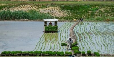 سطح زیرکشت برنج به ۶۳۰ هزارهکتار می‌رسد