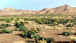 صفر بودن پوشش بیمه ای مراتع خراسان شمالی 

