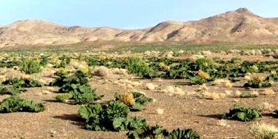 صفر بودن پوشش بیمه ای مراتع خراسان شمالی 

