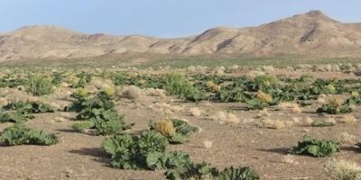صفر بودن پوشش بیمه ای مراتع خراسان شمالی 

