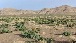 صفر بودن پوشش بیمه ای مراتع خراسان شمالی 

