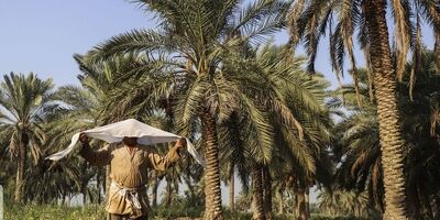 ۴۶۰میلیارد غرامت به کشاورزان خوزستانی پرداخت شد