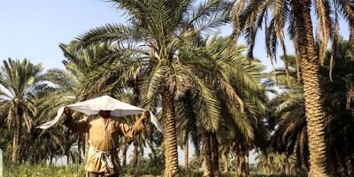 ۴۶۰میلیارد غرامت به کشاورزان خوزستانی پرداخت شد