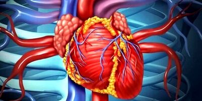 هورمون اُکسی توسین به بازیابی سلول های ماهیچه قلب کمک می کند