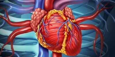 هورمون اُکسی توسین به بازیابی سلول های ماهیچه قلب کمک می کند