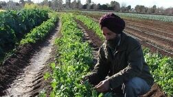 سه بیمه گر بزرگ هند ازطرح ملی بیمه محصولات زراعی خارج شدند