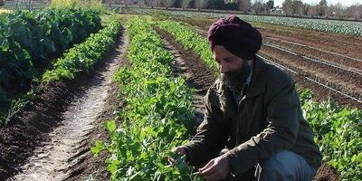 سه بیمه گر بزرگ هند ازطرح ملی بیمه محصولات زراعی خارج شدند