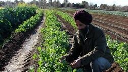 سه بیمه گر بزرگ هند ازطرح ملی بیمه محصولات زراعی خارج شدند