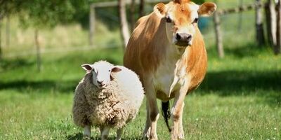 تنها ۵ درصد دام سبک خراسان شمالی بیمه هستند
