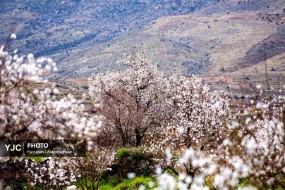 شکوفه‌های زیبای بهاری روستای مهارلو (2)