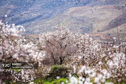 شکوفه‌های زیبای بهاری روستای مهارلو (2)