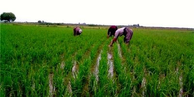 بیمه محصول برنج در خوزستان منع قانونی ندارد
