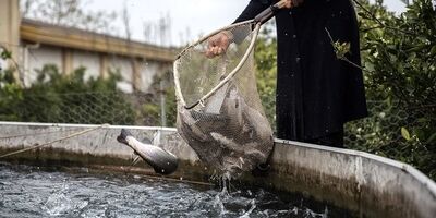 پیش‌بینی تولید ۴۰۰ میلیون عدد تخم چشم‌زده ماهی قزل‌آلا در کشور