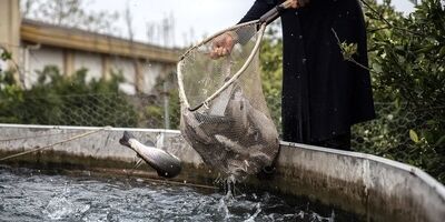 پیش‌بینی تولید ۴۰۰ میلیون عدد تخم چشم‌زده ماهی قزل‌آلا در کشور