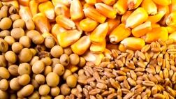 قیمت پایه ارزی گندم، ذرت و انواع روغن خام اعلام شد