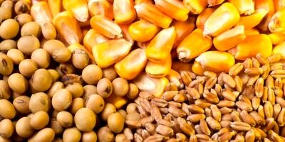 قیمت پایه ارزی گندم، ذرت و انواع روغن خام اعلام شد