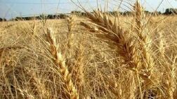 پلاک گذاری ماشین آلات کشاورزی بدون شرط بیمه نامه  اجرایی می‌شود
