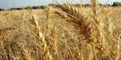 پلاک گذاری ماشین آلات کشاورزی بدون شرط بیمه نامه  اجرایی می‌شود