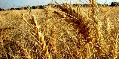 پلاک گذاری ماشین آلات کشاورزی بدون شرط بیمه نامه  اجرایی می‌شود