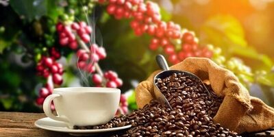 کدام نوع قهوه خطر مرگ زودرس را کاهش می‌دهد؟
