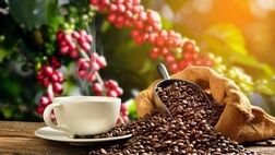 کدام نوع قهوه خطر مرگ زودرس را کاهش می‌دهد؟
