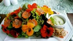 گل‌های خوراکی و خواص آن‌ها
