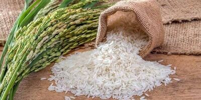 تولید برنج به ۲ میلیون و ۸۰۰ هزار تن می‌رسد
