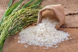 قیمت جدید انواع برنج ایرانی (صدری، طارم، هاشمی و...)